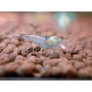 Blue Rili Shrimp Medium - High Grade Micro Aquatic Shop