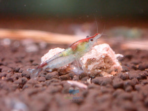 Blue Rili Shrimp Medium - High Grade Micro Aquatic Shop