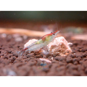 Blue Rili Shrimp Medium - High Grade Micro Aquatic Shop