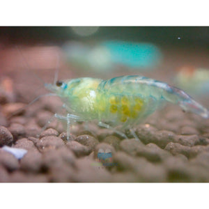 Blue Rili Shrimp Medium - High Grade Micro Aquatic Shop
