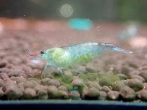 Blue Rili Shrimp Medium - High Grade Micro Aquatic Shop