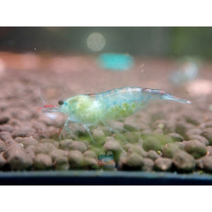 Blue Rili Shrimp Medium - High Grade Micro Aquatic Shop