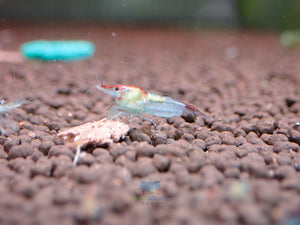 Blue Rili Shrimp Medium - High Grade Micro Aquatic Shop