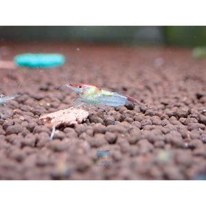 Blue Rili Shrimp Medium - High Grade Micro Aquatic Shop
