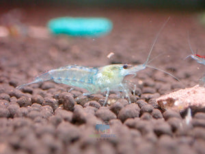 Blue Rili Shrimp Medium - High Grade Micro Aquatic Shop