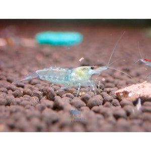 Blue Rili Shrimp Medium - High Grade Micro Aquatic Shop