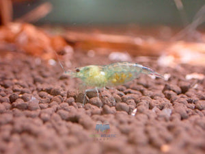 Blue Rili Shrimp Medium - High Grade Micro Aquatic Shop