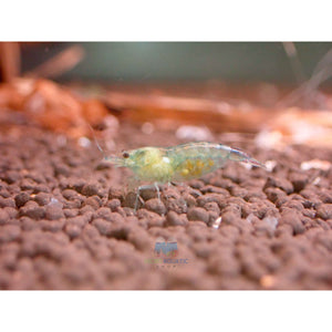 Blue Rili Shrimp Medium - High Grade Micro Aquatic Shop