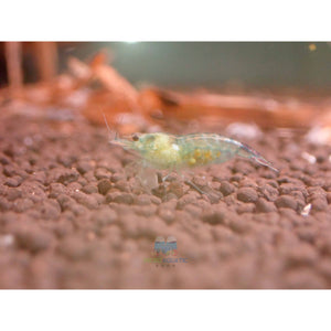 Blue Rili Shrimp Medium - High Grade Micro Aquatic Shop