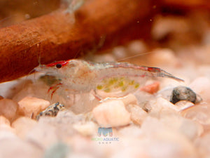 Blue Rili Shrimp Medium - High Grade Micro Aquatic Shop