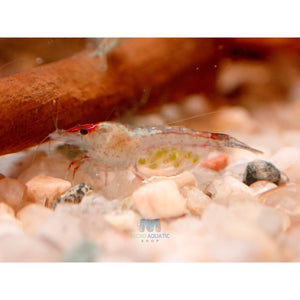 Blue Rili Shrimp Medium - High Grade Micro Aquatic Shop