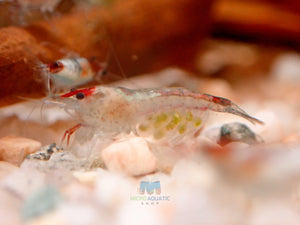 Blue Rili Shrimp Medium - High Grade Micro Aquatic Shop
