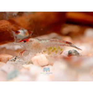 Blue Rili Shrimp Medium - High Grade Micro Aquatic Shop