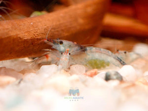 Blue Rili Shrimp Medium - High Grade Micro Aquatic Shop