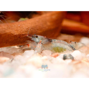Blue Rili Shrimp Medium - High Grade Micro Aquatic Shop