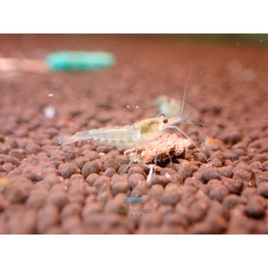 Blue Rili Shrimp Medium - High Grade Micro Aquatic Shop