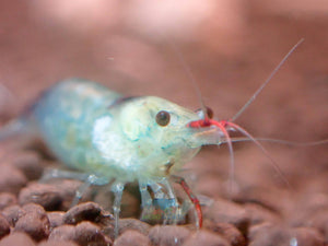 Blue Rili Shrimp Medium - High Grade Micro Aquatic Shop
