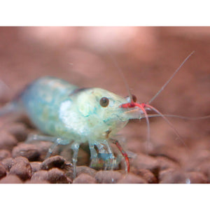 Blue Rili Shrimp Medium - High Grade Micro Aquatic Shop