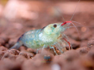 Blue Rili Shrimp Medium - High Grade Micro Aquatic Shop