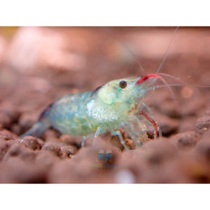 Blue Rili Shrimp Medium - High Grade Micro Aquatic Shop