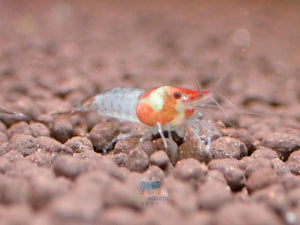 Blue Rili Shrimp Medium - High Grade Micro Aquatic Shop