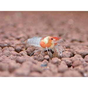 Blue Rili Shrimp Medium - High Grade Micro Aquatic Shop