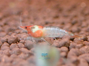 Blue Rili Shrimp Medium - High Grade Micro Aquatic Shop