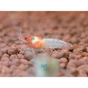 Blue Rili Shrimp Medium - High Grade Micro Aquatic Shop