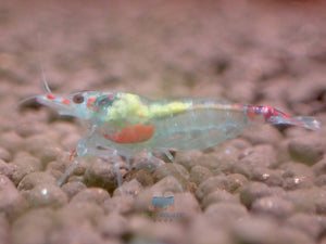 Blue Rili Shrimp Medium - High Grade Micro Aquatic Shop