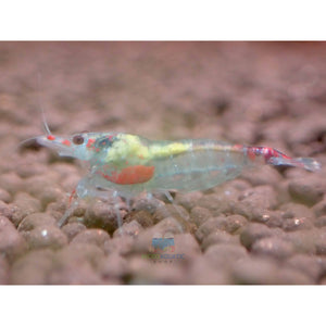 Blue Rili Shrimp Medium - High Grade Micro Aquatic Shop