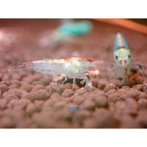 Blue Rili Shrimp Medium - High Grade Micro Aquatic Shop