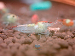 Blue Rili Shrimp Medium - High Grade Micro Aquatic Shop
