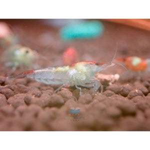 Blue Rili Shrimp Medium - High Grade Micro Aquatic Shop
