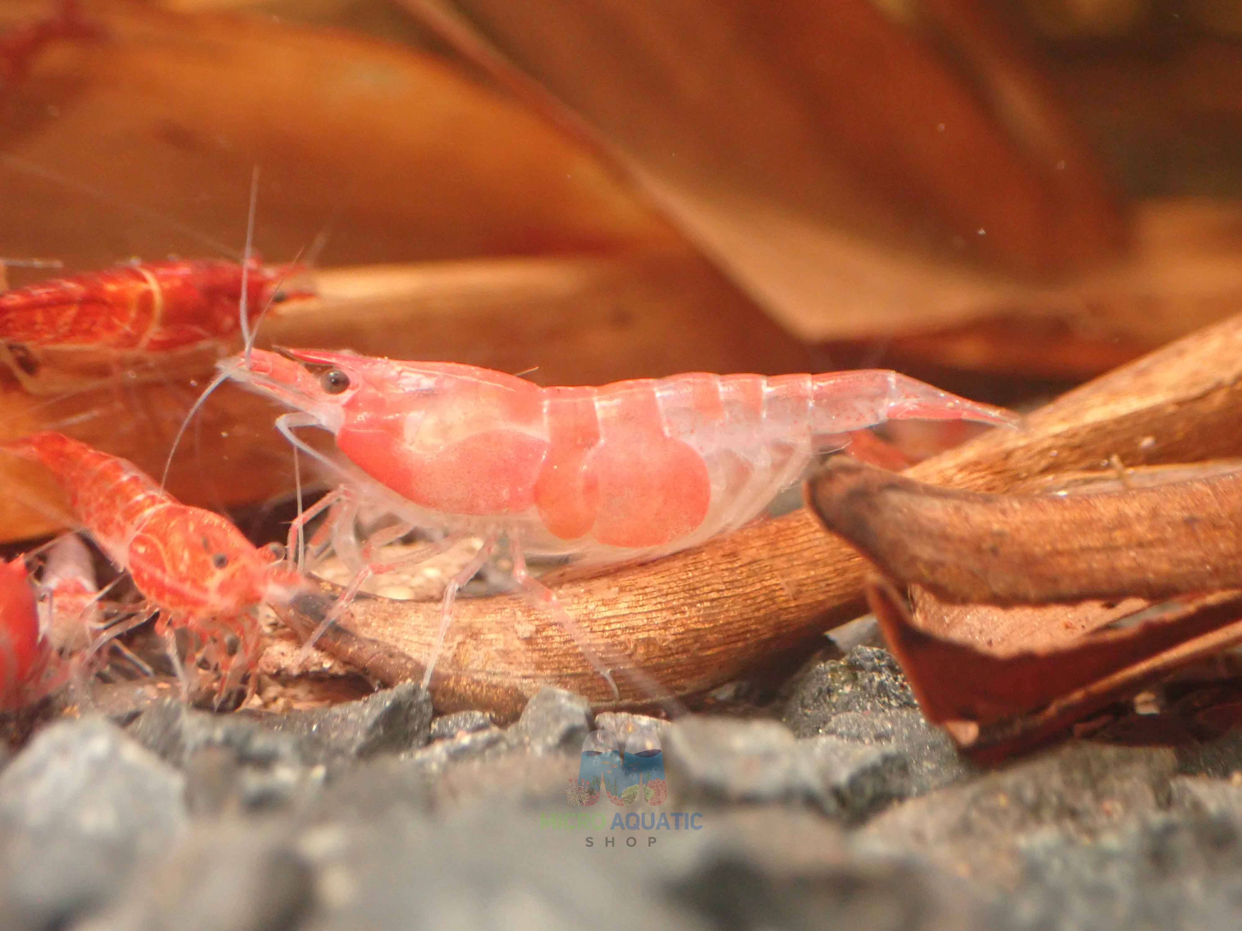 Low Grade Red Rili Shrimp