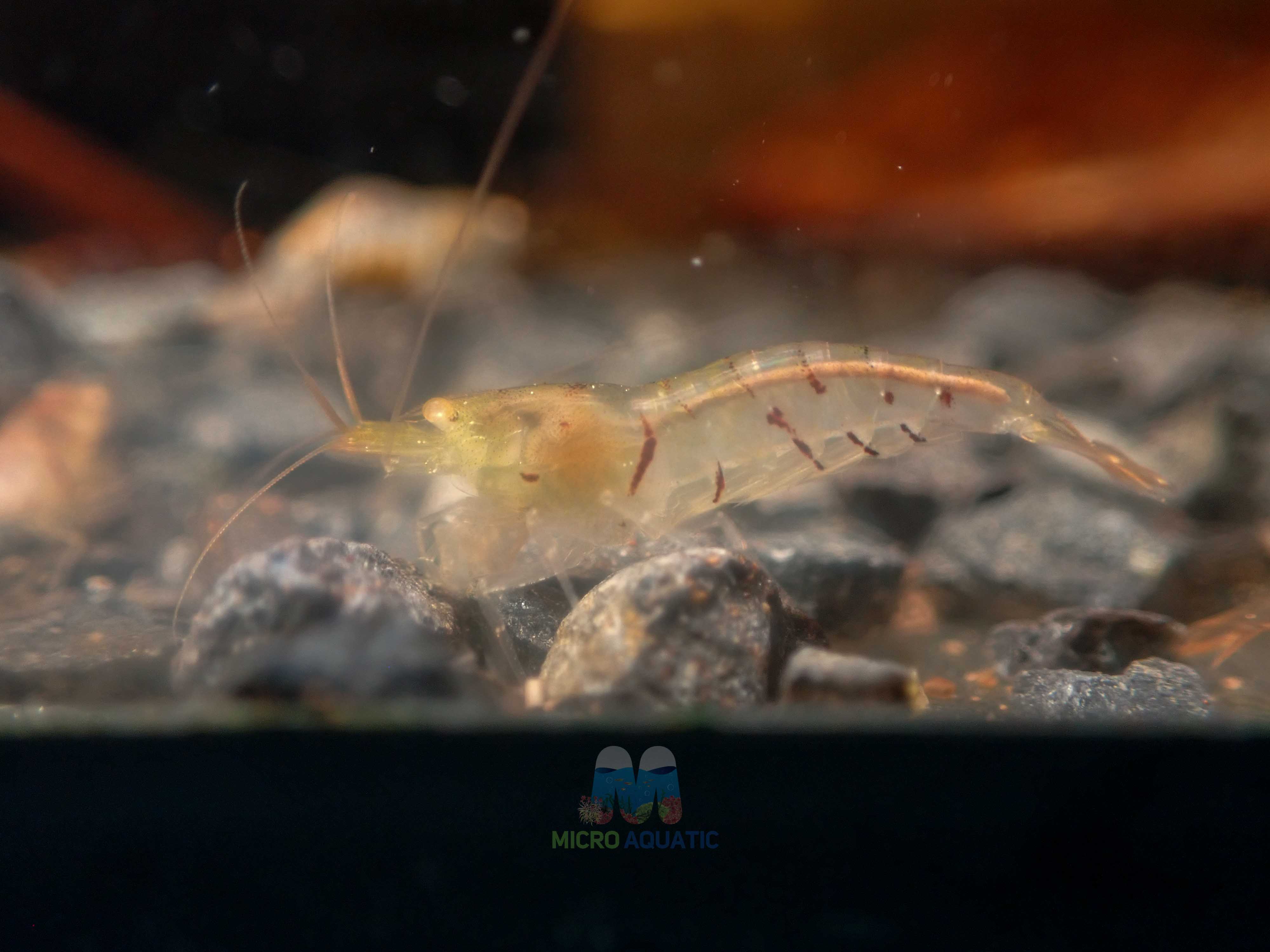 Oebt - Orange Eyes Blonde Tiger Shrimp Micro Aquatic Shop
