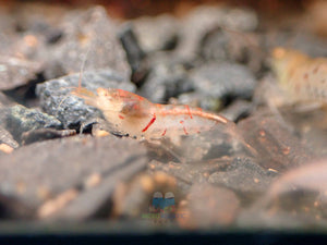 Oebt - Orange Eyes Blonde Tiger Shrimp Micro Aquatic Shop