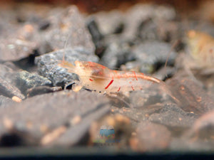 Oebt - Orange Eyes Blonde Tiger Shrimp Micro Aquatic Shop