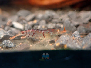 Oebt - Orange Eyes Blonde Tiger Shrimp Micro Aquatic Shop