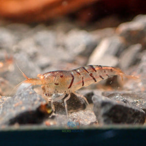 Oebt - Orange Eyes Blonde Tiger Shrimp Micro Aquatic Shop