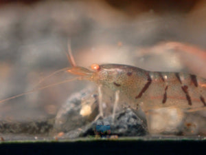 Oebt - Orange Eyes Blonde Tiger Shrimp Micro Aquatic Shop