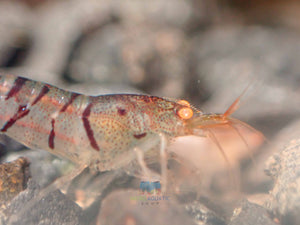 Oebt - Orange Eyes Blonde Tiger Shrimp Micro Aquatic Shop