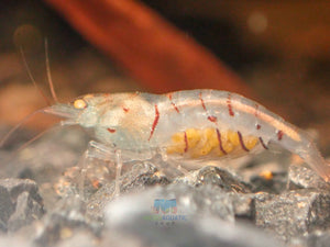 Oebt - Orange Eyes Blonde Tiger Shrimp Micro Aquatic Shop