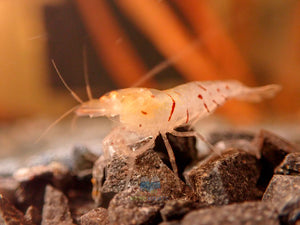 Oebt - Orange Eyes Blonde Tiger Shrimp Micro Aquatic Shop