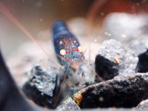 Oebt-Orange Eyes Light Blue Tiger Shrimp Micro Aquatic Shop
