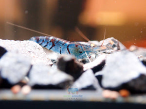 Oebt-Orange Eyes Light Blue Tiger Shrimp Micro Aquatic Shop