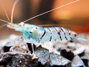 Oebt-Orange Eyes Light Blue Tiger Shrimp Micro Aquatic Shop