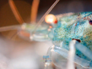 Oebt-Orange Eyes Light Blue Tiger Shrimp Micro Aquatic Shop