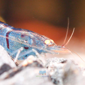 Oebt-Orange Eyes Light Blue Tiger Shrimp Micro Aquatic Shop