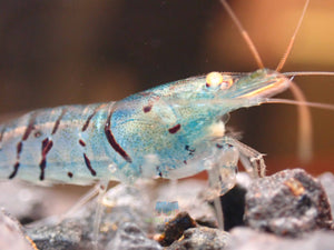 Oebt-Orange Eyes Light Blue Tiger Shrimp Micro Aquatic Shop