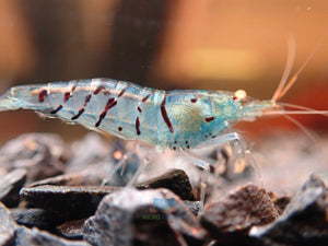 Oebt-Orange Eyes Light Blue Tiger Shrimp Micro Aquatic Shop